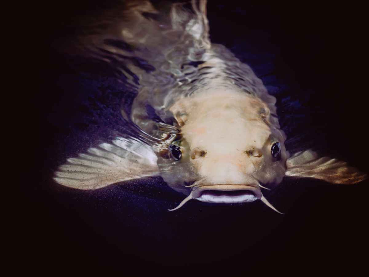 The Army of the&nbsp;Potomac